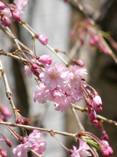 Flowering Cherry (Prunus spp)