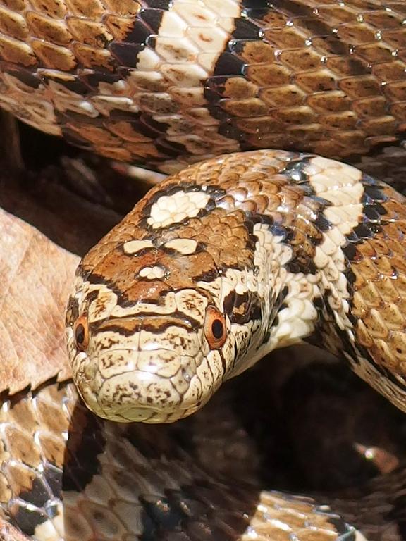 Milk Snake on the trail to Negus Mountain in northwestern Massachusetts