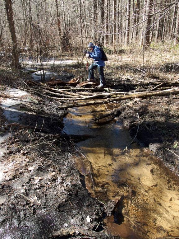 Andee crosses a bridgeless stream in March near Nissitissit Meadows in Pepperell, MA