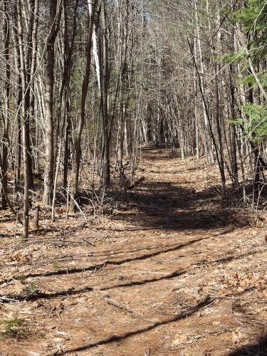 trail at Nissitissit Meadows in Pepperell, MA