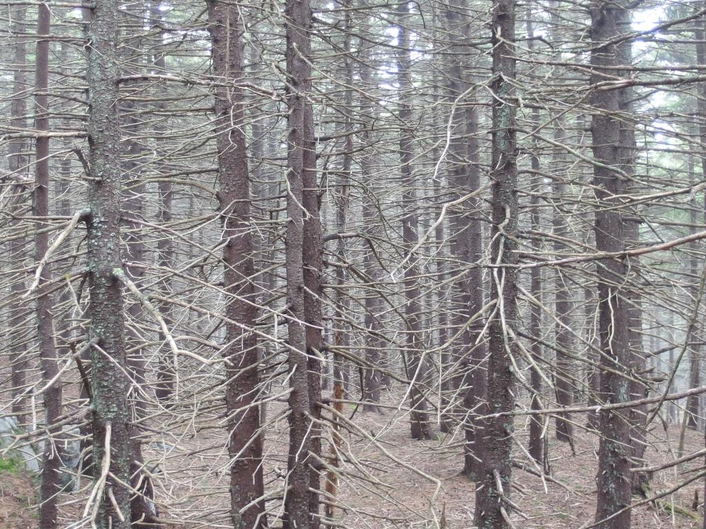 woods in April at North Pack Monadnock Mountain in southern New Hampshire