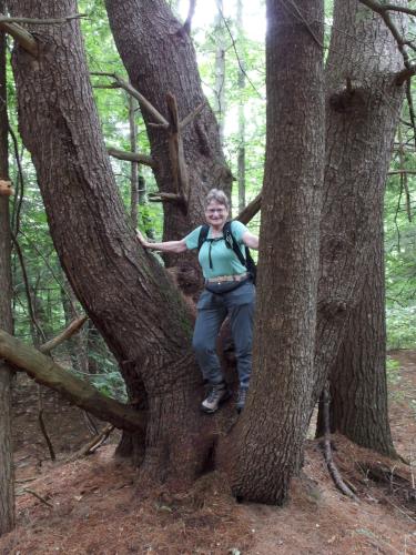 tree at North River Preserve in southern New Hampshire