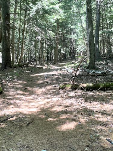 trail in June at Oak Hill in southwest NH