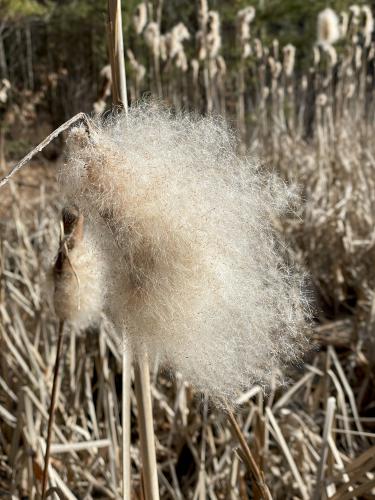 seeds in February of marsh grass at O'Brien Farm near Westford in northeast MA