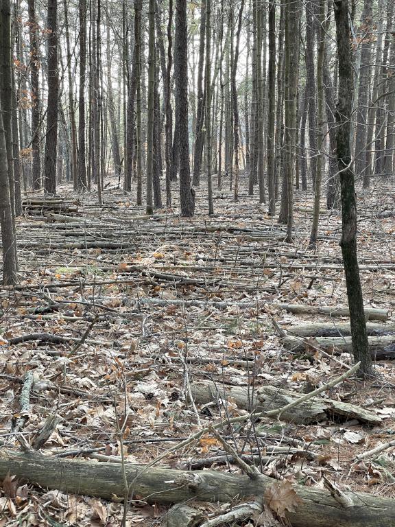 woods in February at O'Brien Farm near Westford in northeast MA