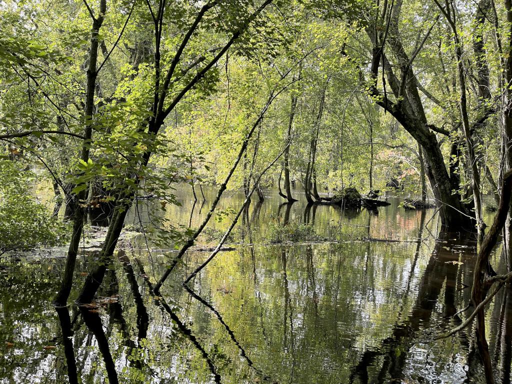 swamp in October at October Farm Riverfront near Concord in northeast MA