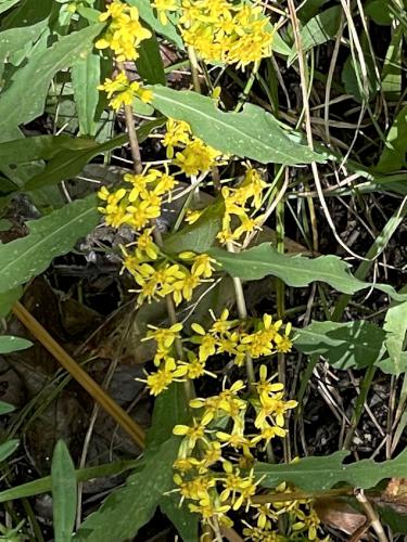 Woodland Goldenrod (Solidago caesia) in October at October Farm Riverfront near Concord in northeast MA