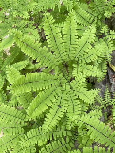 Maidenhair fern (Adiantum pedatum) in May at Ore Hill in New Hampshire