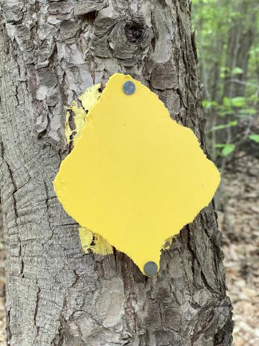 blaze in May at Page Pond Community Forest in New Hampshire