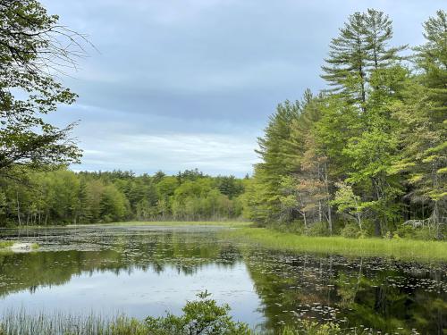 view from Bob's Bench in May at Page Pond Community Forest in New Hampshire