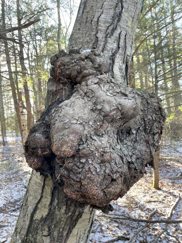 burl in December at Pond Parish east in southern NH