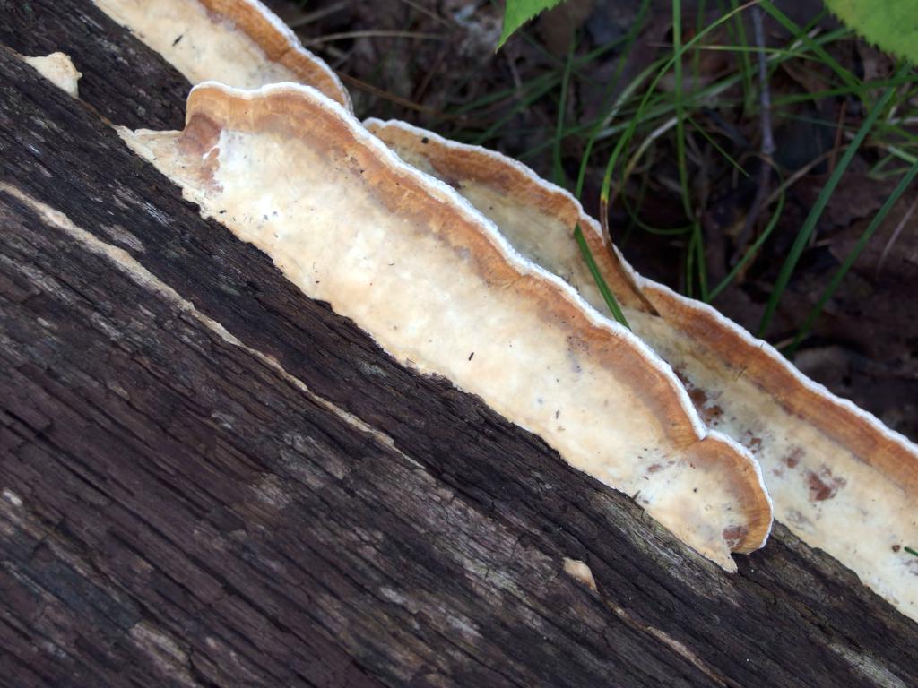 mushroom, possibly a Gloeophyllum, in October on Pawtuckaway North Mountain in New Hampshire