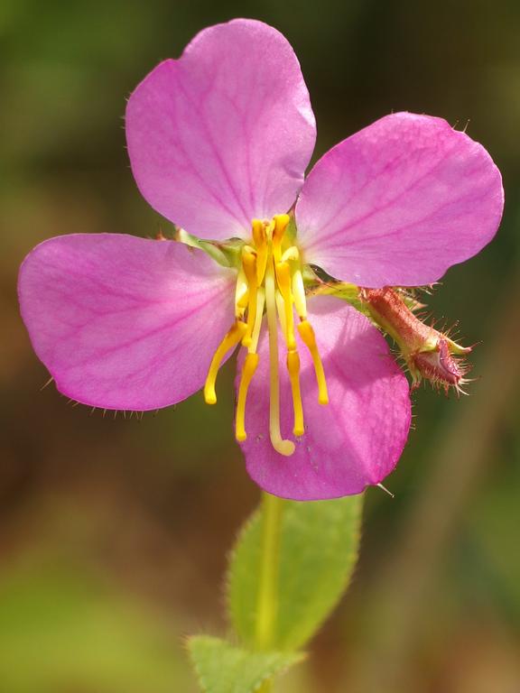 Meadow Beauty (Rhexia virginica) growing in July at Peabody Town Forest in Pelham, NH