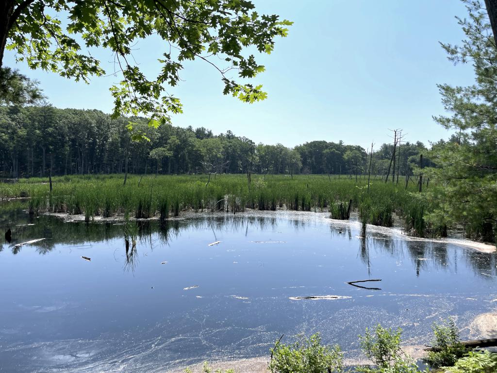 pond in July on the Peace Trail at Westford in northeast MA