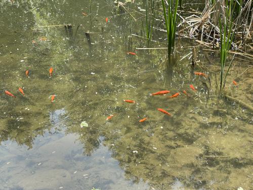 pond in May at Peaked Mountain near Monson in south-central MA