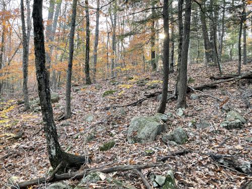 woods in November at Perkins Mountain in New Hampshire