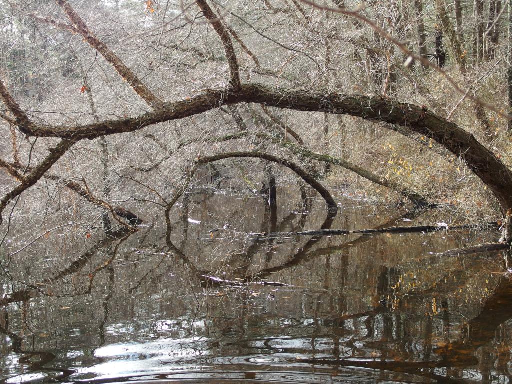 flooded shoreline in December at Phillips Nature Preserve in northeastern Massachusetts