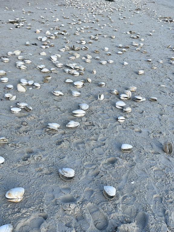 clam shells in December at Pine Point Beach in southern coastal Maine