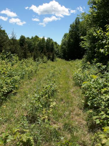 woods road at Pond Hill in northern New Hampshire