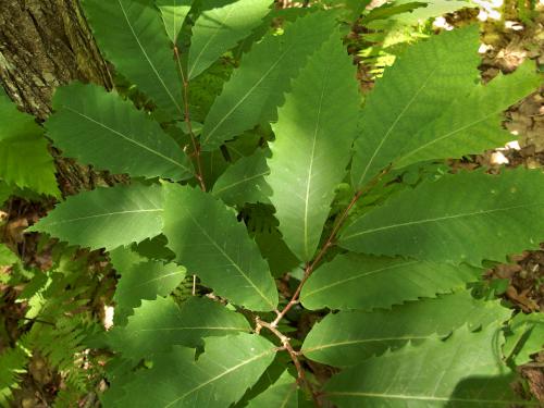 American Chestnut leaves near Porcupine Hill near Holden MA