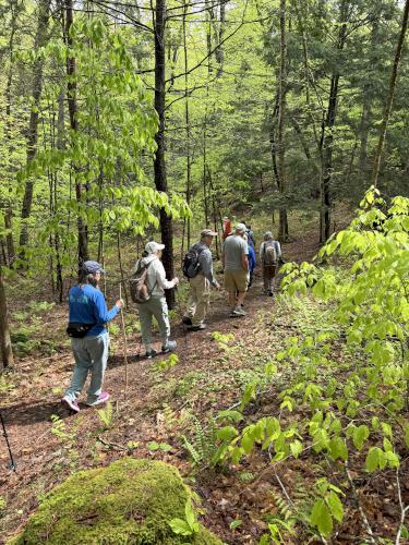 trail in May at Porcupine Falls near Gilsum in southwest NH