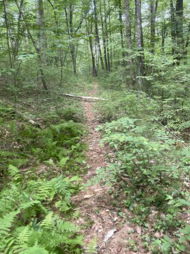 trail in July at Pottapaug Hill in central MA