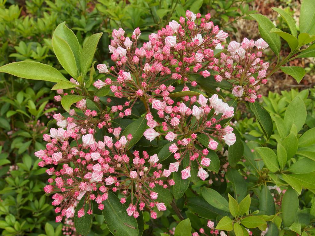 Mountain Laurel (Kalmia latifolia) in June at Potter Woods in southern New Hampshire