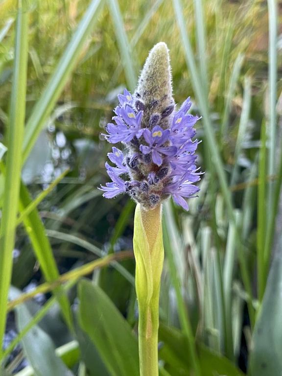 Pickerel Weed (Pontederia cordata) in August near Prentice Hill in southwestern NH