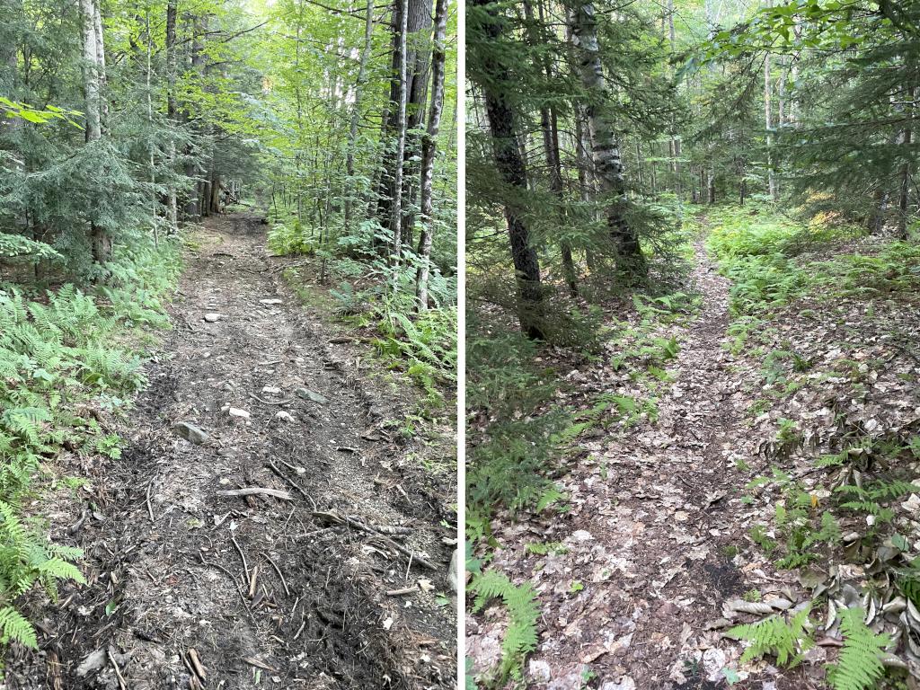 trail in August to Prentice Hill in southwestern NH