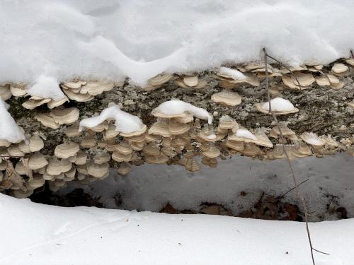 mushrooms in February at Proctor Wildlife Sanctuary near Center Harbor in central New Hampshire