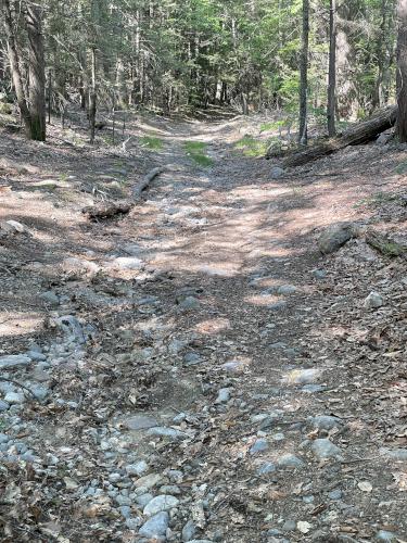 woods road in June at Purgatory Hill in New southern Hampshire