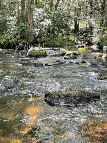 Quinapoxet River in August near Holden in eastern Massachusetts