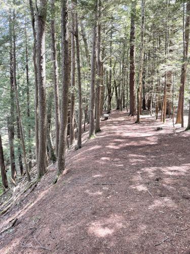 path in August at Quinapoxet River Area near Holden in eastern Massachusetts