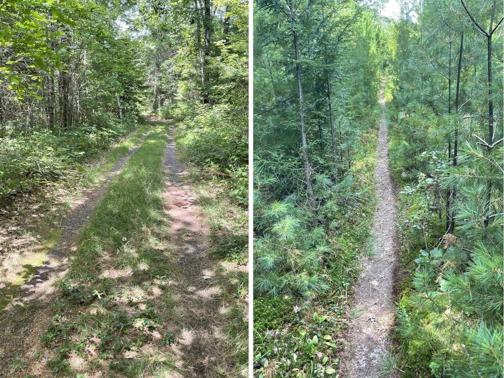 hiking/biking trails in August at Quinapoxet River Area near Holden in eastern Massachusetts