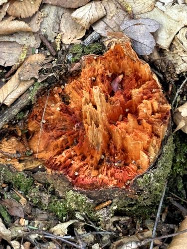 stump in May at Rand Brook Forest in southern NH