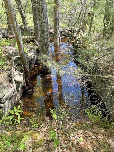cellar hole in May at Rand Brook Forest in southern NH