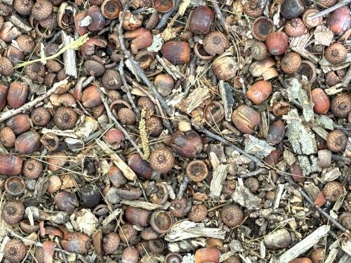 oak nuts in May at Rand Brook Forest in southern NH