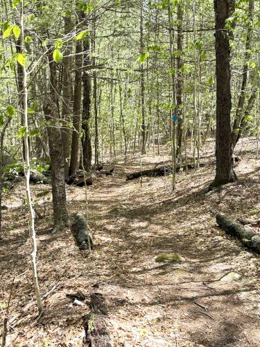 trail in May at Rand Brook Forest in southern NH