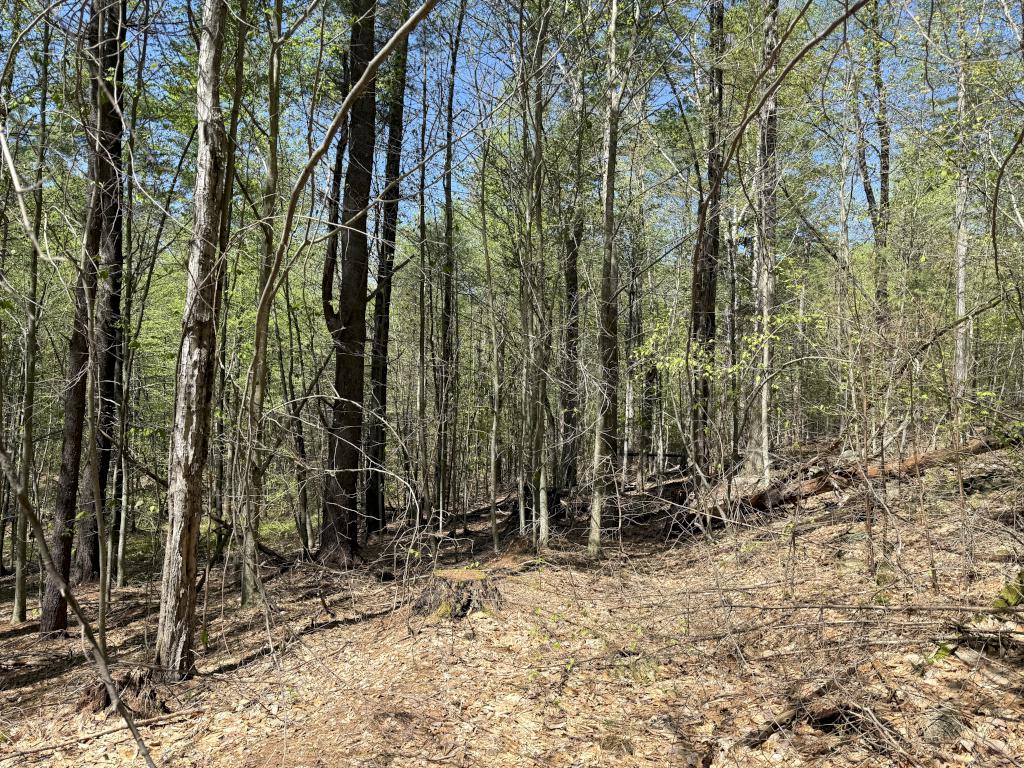 bushwhack woods in May at Rand Brook Forest in southern NH