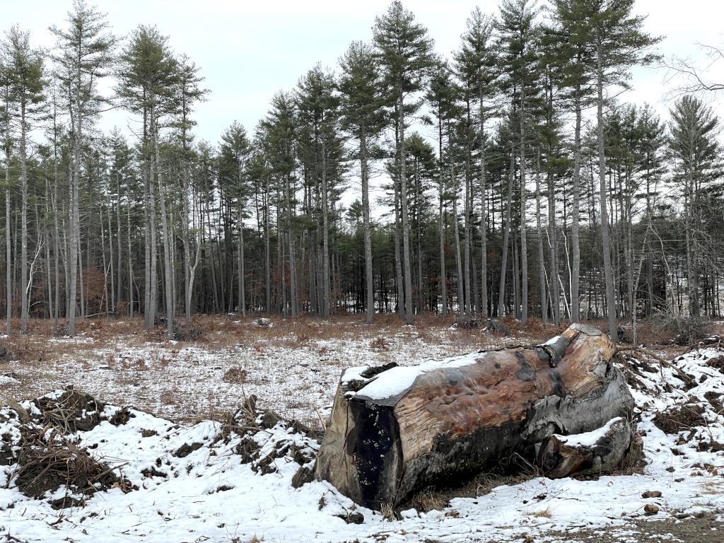 forest in February beside the Red Line Path near Westford in northeast MA