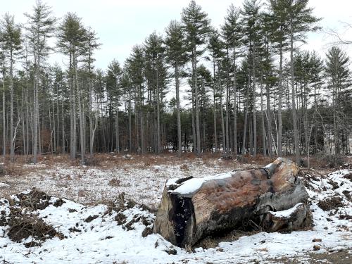 forest in February beside the Red Line Path near Westford in northeast MA