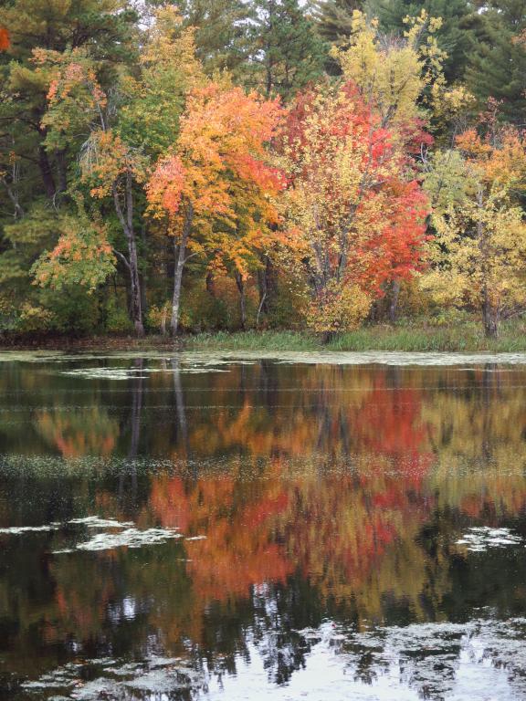 foliage in October at J Harry Rich State Forest in northeastern Massachusetts