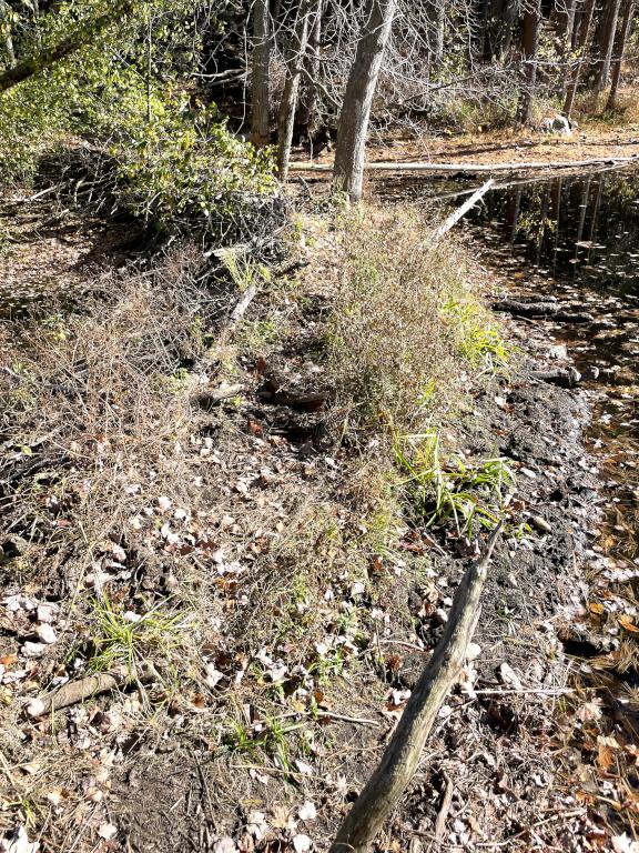 trail in October over the beaver dam at Richardson Preserve in northeast MA