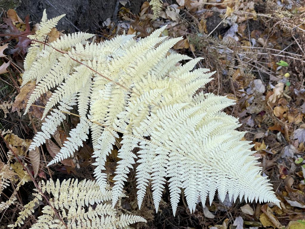 fern in October at Richardson Preserve in northeast MA