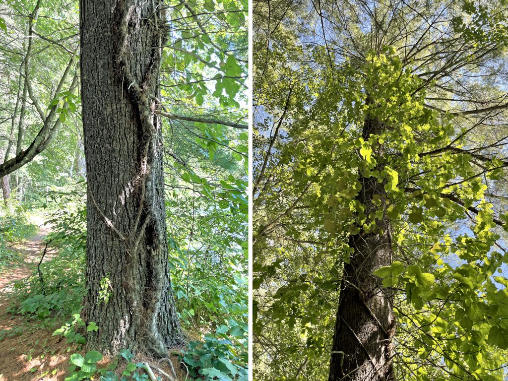 huge Poison Ivy plant in August at Rideout Property in southern New Hampshire