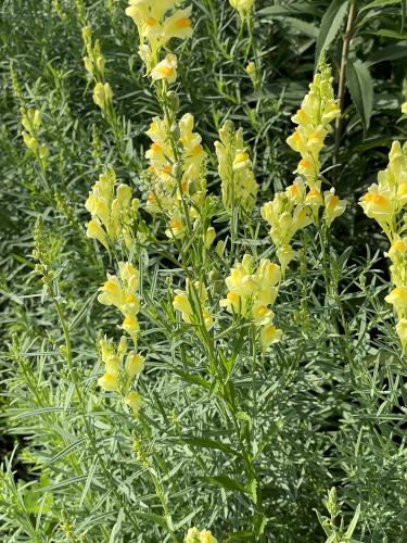 Butter and Eggs (Linaria vulgarus) in June at Nashua Riverwalk in southern NH