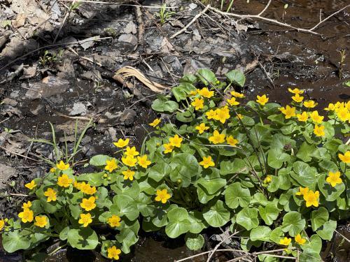 Marigold in May on the Rockingham Recreational Rail Trail in southeast NH