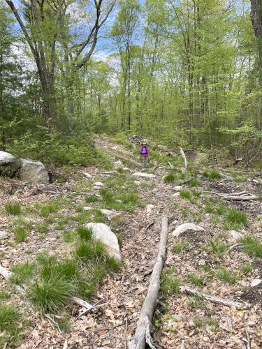 trail in May at Rocky Pond near Boylston, MA