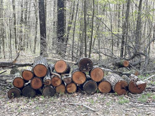 logs in May at Rocky Pond near Leominster, MA