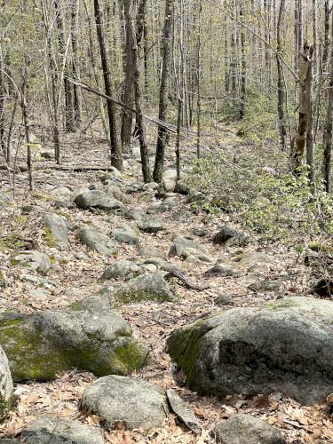 rocky trail in May at Rocky Pond near Leominster, MA